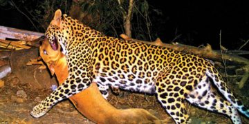 अडुर-पालशेतमध्ये बिबट्याचा संचार