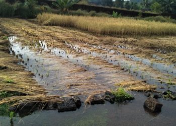 परतीच्या पावसाने भातशेतीचे मोठे नुकसान