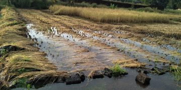 परतीच्या पावसाने भातशेतीचे मोठे नुकसान