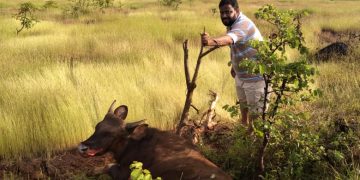 वेळणेश्वर येथे जखमी अवस्थेत सापडला गवा रेडा