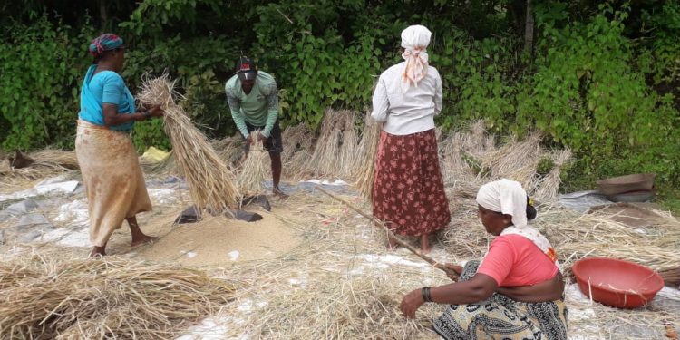 गुहागर तालुक्यात भात कापणीला प्रारंभ