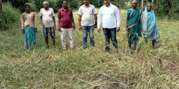 पं. स. उपसभापतींनी केली नुकसानग्रस्त भातशेतीची पाहणी