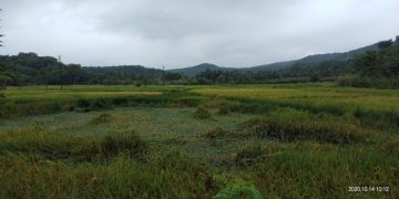 betrayed the paddy fields