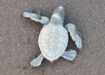 Sea turtle hatchlings at Guhagar