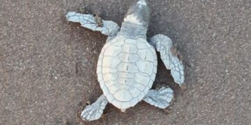 Sea turtle hatchlings at Guhagar