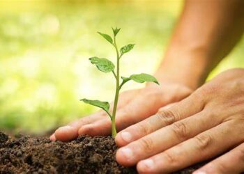 Tree plantation drive in states