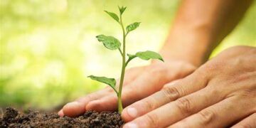 Tree plantation drive in states