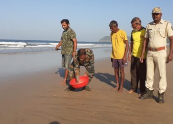 Olive Ridley Tortoise Conservation