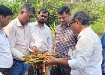 Kirti Pujar inspected the turmeric cultivation