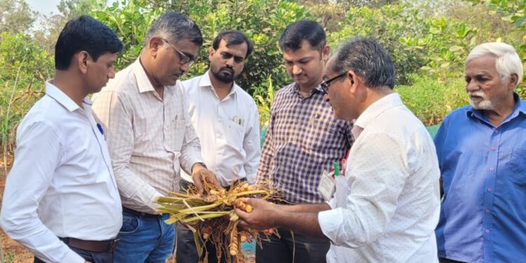 Kirti Pujar inspected the turmeric cultivation