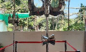 Attractive Trishul at Guhagar Vyadeshwar Temple