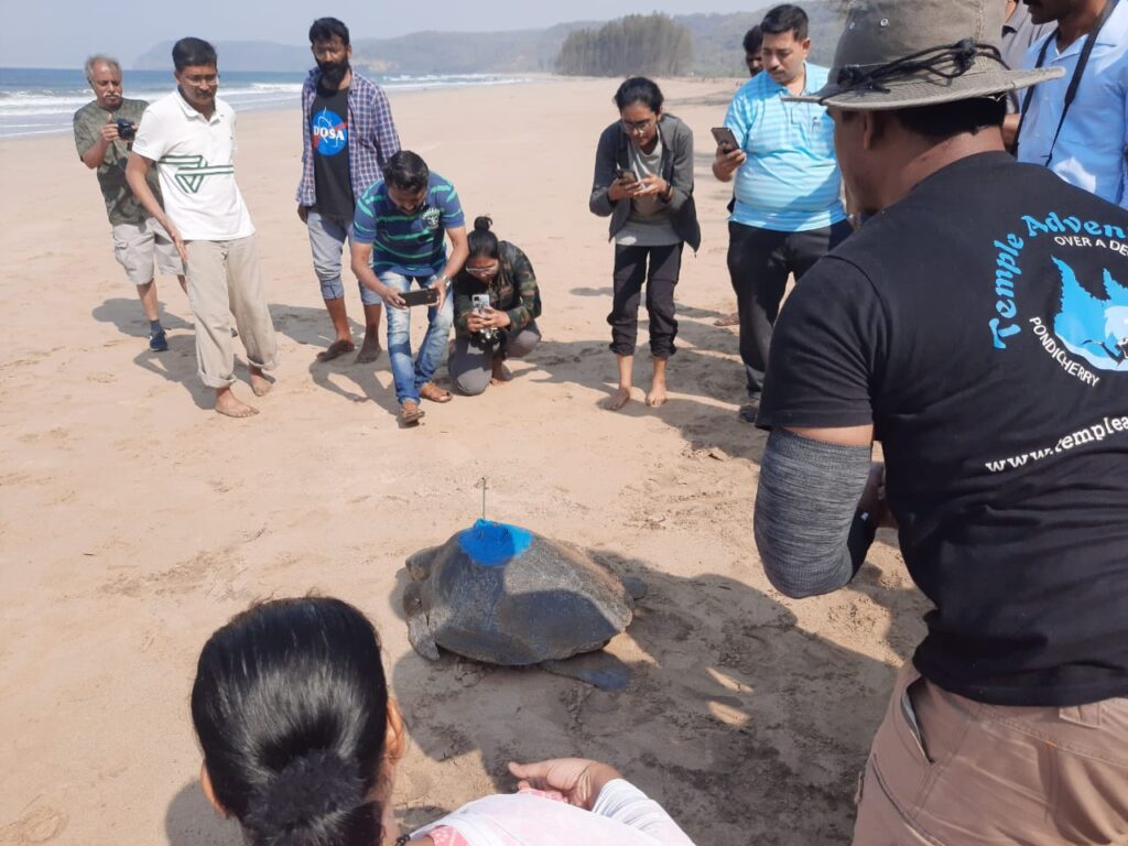 Satellite Tagging to Turtle in Guhagar