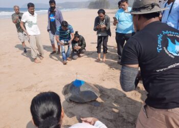 Satellite Tagging to Turtle in Guhagar