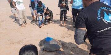 Satellite Tagging to Turtle in Guhagar