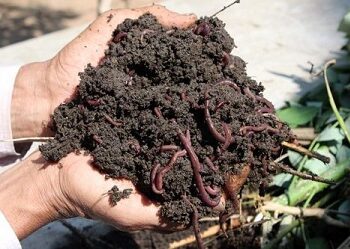 Vermicomposting project at Kaundharkalsur