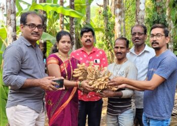 7.30 Kg turmeric tuber in Guhagar