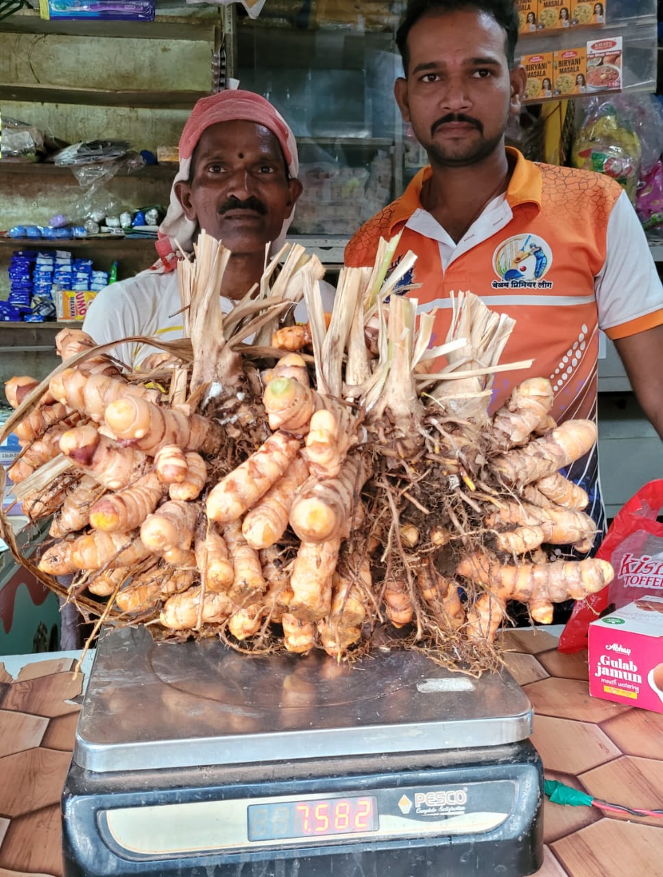 7.30 Kg turmeric tuber in Guhagar