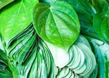 आज जागतिक पान दिवस