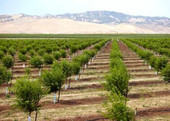 Orchard Planting Plan