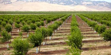 Orchard Planting Plan