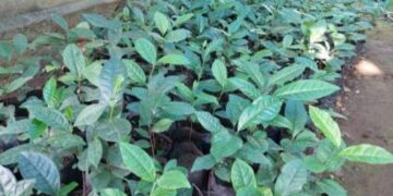 Cultivated tea in Dapoli