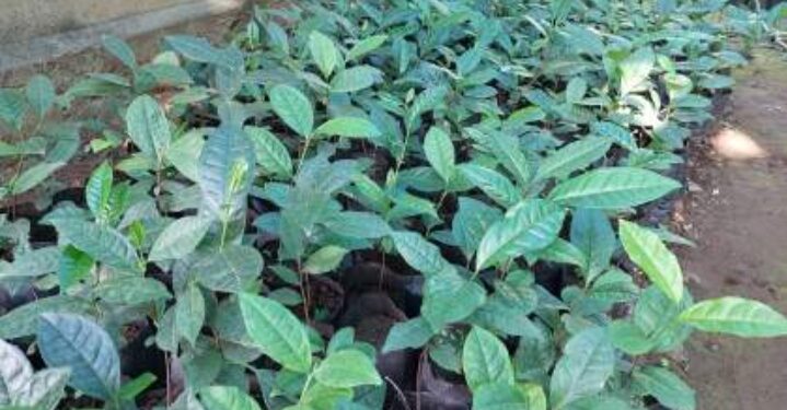 Cultivated tea in Dapoli