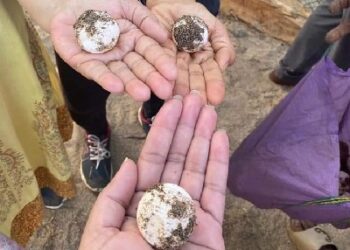 Turtle Festival in Guhagar