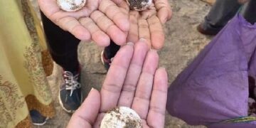 Turtle Festival in Guhagar