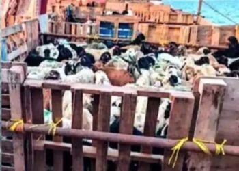 Smuggling of goats and sheep by boat