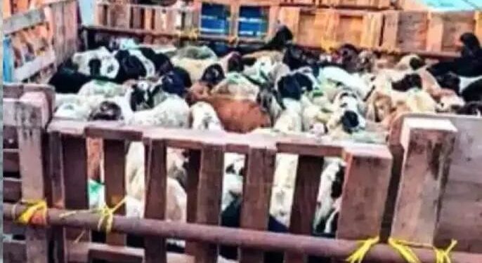 Smuggling of goats and sheep by boat