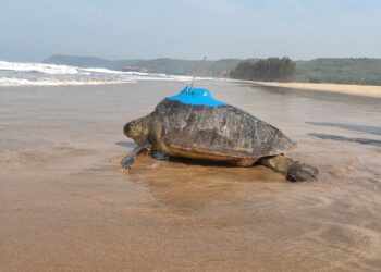The journey of turtles with transmitters