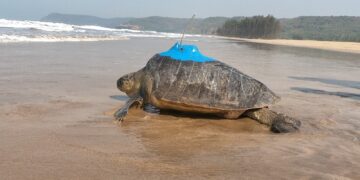The journey of turtles with transmitters