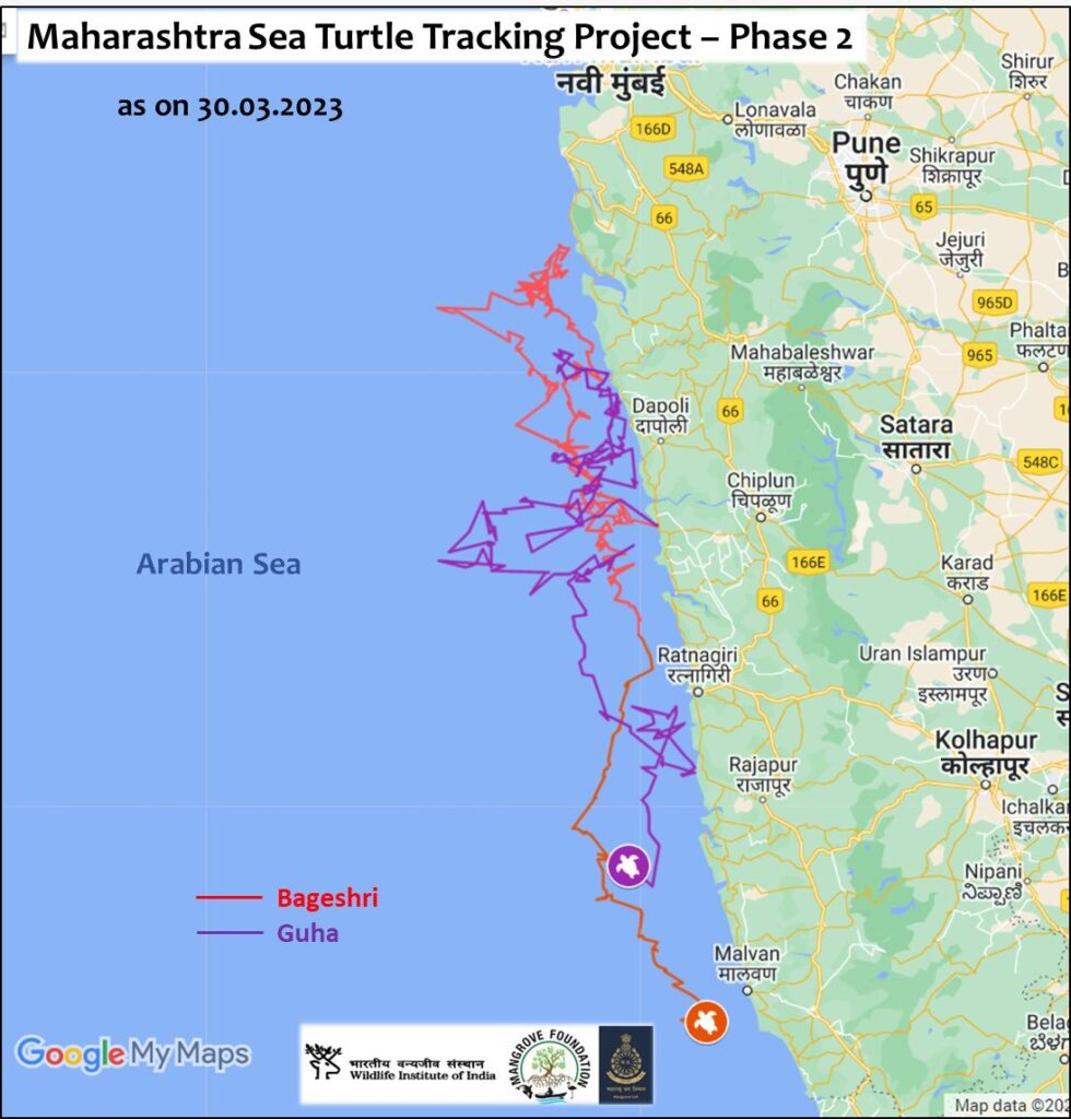 The journey of turtles with transmitters 