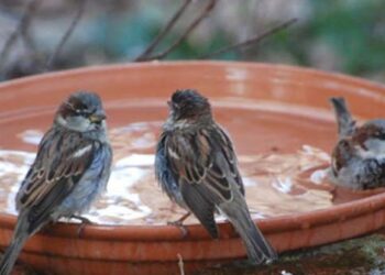 Keep water for animals and birds