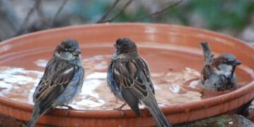 Keep water for animals and birds