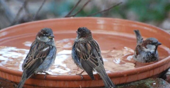 Keep water for animals and birds