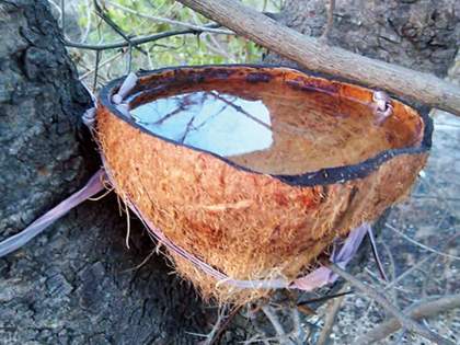 Keep water for animals and birds