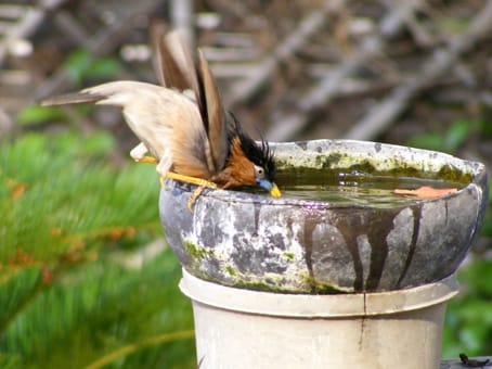 Keep water for animals and birds