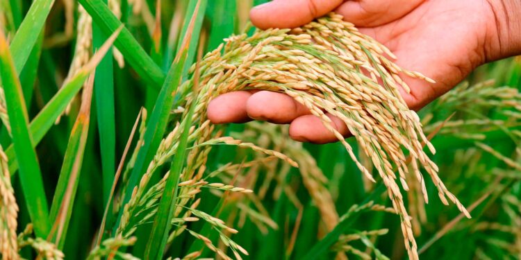 'Ratnagiri Eight' variety of rice developed