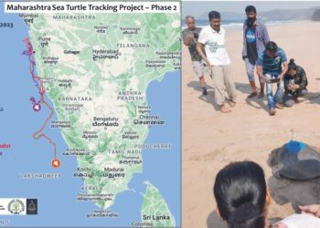 Journey of Olive Ridley Turtle