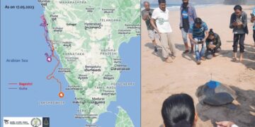 Journey of Olive Ridley Turtle