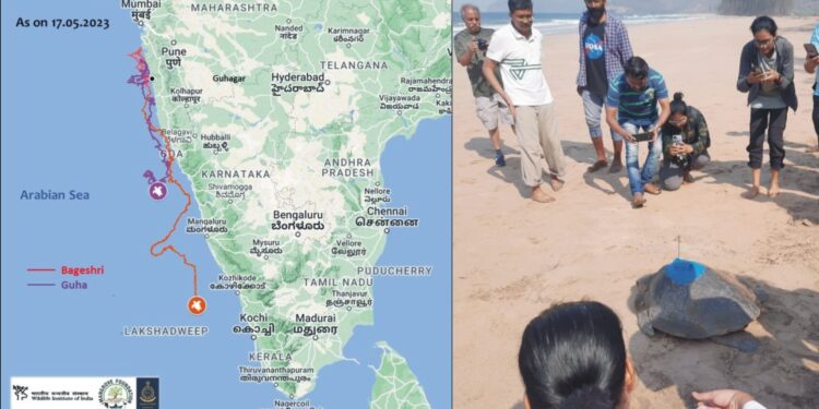 Journey of Olive Ridley Turtle