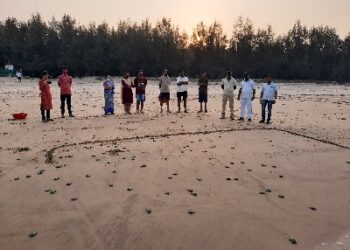 Records in turtle conservation but failure in breeding