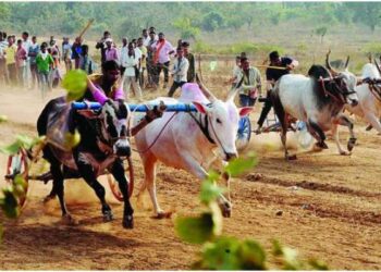 Bullock cart racing allowed in the state