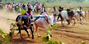 Bullock cart racing allowed in the state
