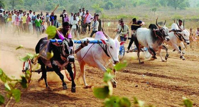 Bullock cart racing allowed in the state