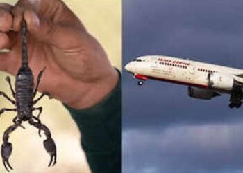 Scorpion bit a passenger in the plane