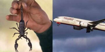 Scorpion bit a passenger in the plane