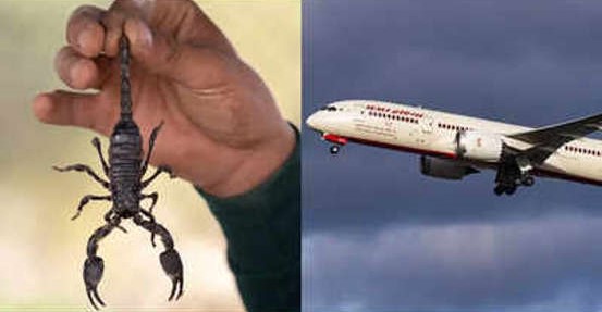 Scorpion bit a passenger in the plane