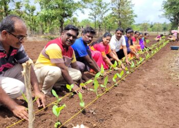 Turmeric Cultivation Project at Madhal